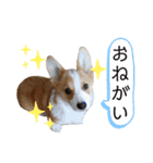 コーギー こてつのスタンプ（個別スタンプ：9）