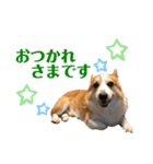 コーギー こてつのスタンプ（個別スタンプ：11）