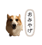 コーギー こてつのスタンプ（個別スタンプ：22）