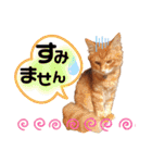 Ginger Tabby Cat Brothers 2（個別スタンプ：7）