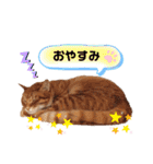 Ginger Tabby Cat Brothers 2（個別スタンプ：12）