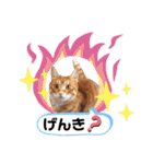 Ginger Tabby Cat Brothers 2（個別スタンプ：14）