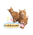 Ginger Tabby Cat Brothers 2（個別スタンプ：19）