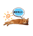 Ginger Tabby Cat Brothers 2（個別スタンプ：20）