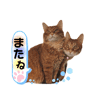 Ginger Tabby Cat Brothers 2（個別スタンプ：21）