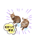 Ginger Tabby Cat Brothers 2（個別スタンプ：28）