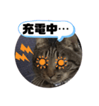 スズだもん！その2（個別スタンプ：2）