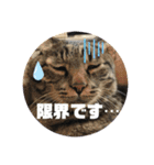 スズだもん！その2（個別スタンプ：5）