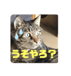 スズだもん！その2（個別スタンプ：6）