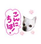 I love Tommy（個別スタンプ：1）