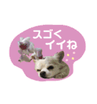 I love Tommy（個別スタンプ：14）