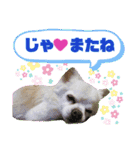 I love Tommy（個別スタンプ：16）