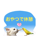 I love Tommy（個別スタンプ：17）