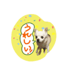 I love Tommy（個別スタンプ：18）