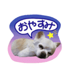 I love Tommy（個別スタンプ：24）