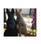フレブル ちろころ（個別スタンプ：33）