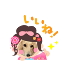 七五三ダックスフンド（個別スタンプ：1）