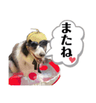 ボーダーコリー・ミンサニ家（個別スタンプ：5）