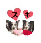 ボーダーコリー・ミンサニ家（個別スタンプ：21）