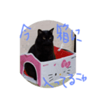 クロちゃんスタンプ～我が家の可愛い黒猫～（個別スタンプ：1）