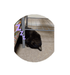 クロちゃんスタンプ～我が家の可愛い黒猫～（個別スタンプ：2）