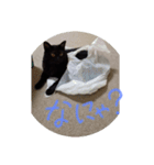 クロちゃんスタンプ～我が家の可愛い黒猫～（個別スタンプ：3）