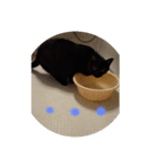 クロちゃんスタンプ～我が家の可愛い黒猫～（個別スタンプ：4）