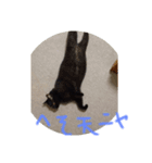 クロちゃんスタンプ～我が家の可愛い黒猫～（個別スタンプ：6）