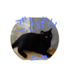 クロちゃんスタンプ～我が家の可愛い黒猫～（個別スタンプ：7）