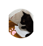 クロちゃんスタンプ～我が家の可愛い黒猫～（個別スタンプ：8）