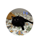 クロちゃんスタンプ～我が家の可愛い黒猫～（個別スタンプ：9）