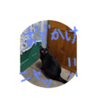 クロちゃんスタンプ～我が家の可愛い黒猫～（個別スタンプ：10）