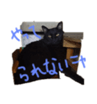 クロちゃんスタンプ～我が家の可愛い黒猫～（個別スタンプ：11）