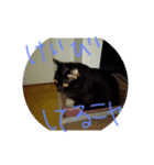 クロちゃんスタンプ～我が家の可愛い黒猫～（個別スタンプ：12）