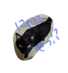 クロちゃんスタンプ～我が家の可愛い黒猫～（個別スタンプ：13）