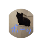 クロちゃんスタンプ～我が家の可愛い黒猫～（個別スタンプ：14）