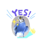 癒しのセキセイインコ達（個別スタンプ：4）