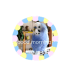 癒しのセキセイインコ達（個別スタンプ：5）