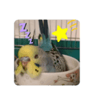 癒しのセキセイインコ達（個別スタンプ：6）