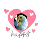 癒しのセキセイインコ達（個別スタンプ：7）