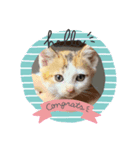 バラエティキャットスタンプ（個別スタンプ：2）