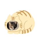 バラエティキャットスタンプ（個別スタンプ：6）