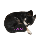 Maroのスタンプ（個別スタンプ：7）