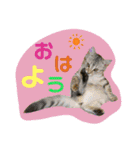 にゃーこのつぶやき（個別スタンプ：1）