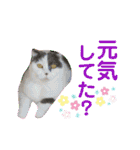 にゃーこのつぶやき（個別スタンプ：2）