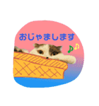 にゃーこのつぶやき（個別スタンプ：3）