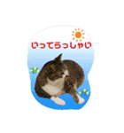 にゃーこのつぶやき（個別スタンプ：4）