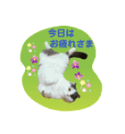 にゃーこのつぶやき（個別スタンプ：5）