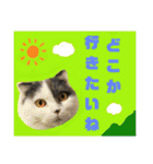 にゃーこのつぶやき（個別スタンプ：8）