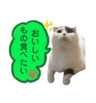 にゃーこのつぶやき（個別スタンプ：9）